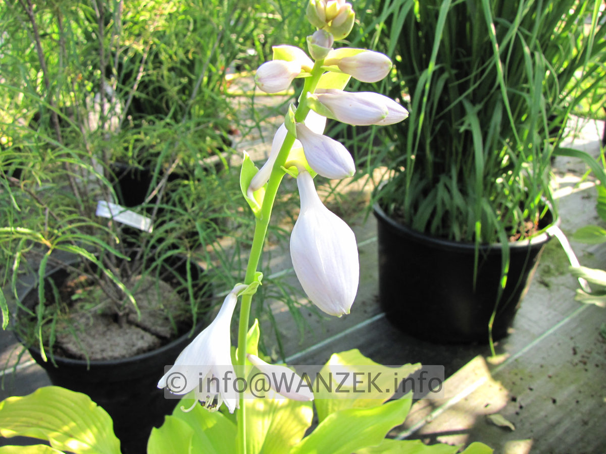 Hosta plantaginea Sun Power Bluete1.JPG